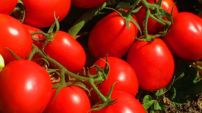 Jak na pěstování rajčat